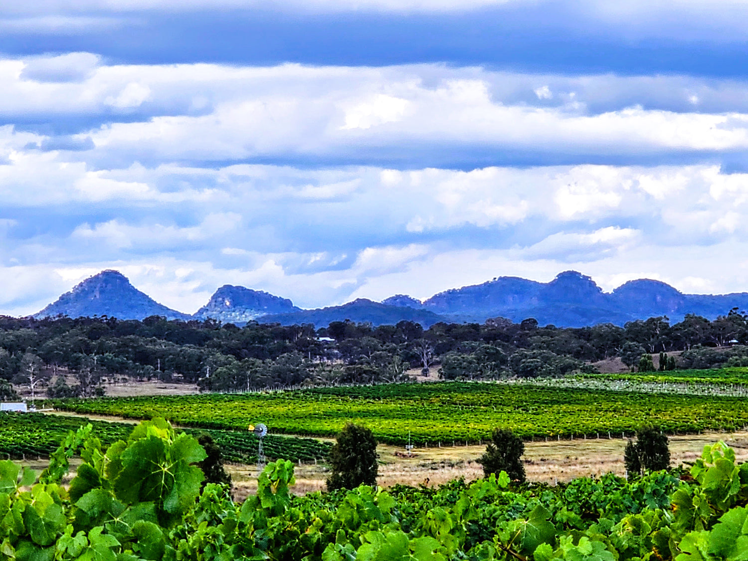 GREAT WINE STARTS IN THE VINEYARD